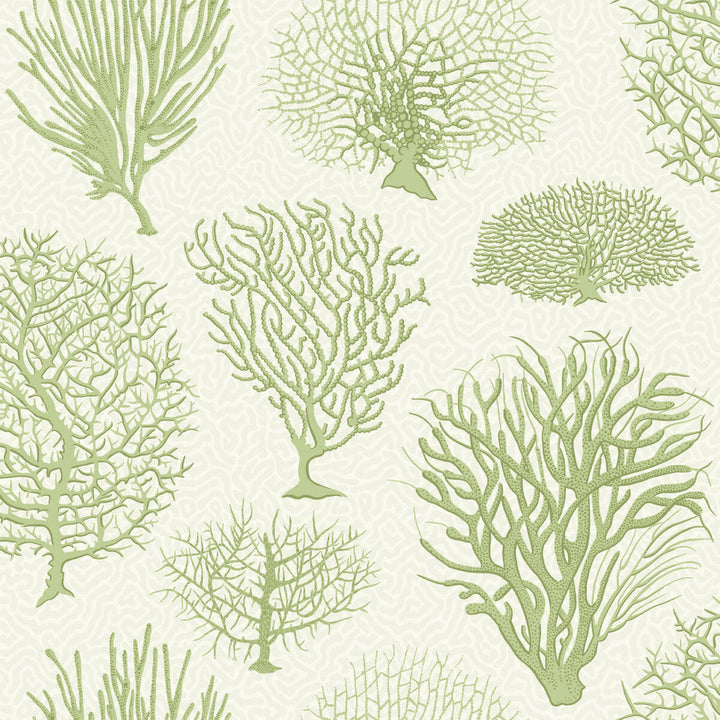 Seafern Soft Green by Cole & Son Wallcovering Cole & Son Wallcovering Seafern Soft GreenWallcovering COLE & SON CURIO PAPER - 100% United Kingdom </p><p>Repeat: H: , V: 20.5 20.5 - Fabric Carolina -