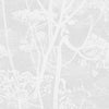 Cole & Son Wallpaper Cow Parsley White