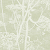 Cole & Son Wallpaper Cow Parsley Olive