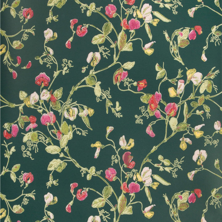 Sweet Pea Cerise/Magen/Vrdn by Cole & Son Designer Wallcovering COLE & SON BOTANICAL BOTANICA PAPER - 100% United Kingdom Horizontal: and Vertical: 15 20.5 - Swanky Fabrics -