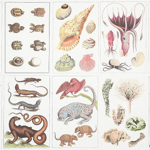 Schumacher Wallpaper Bauhin Document Multi 5012090