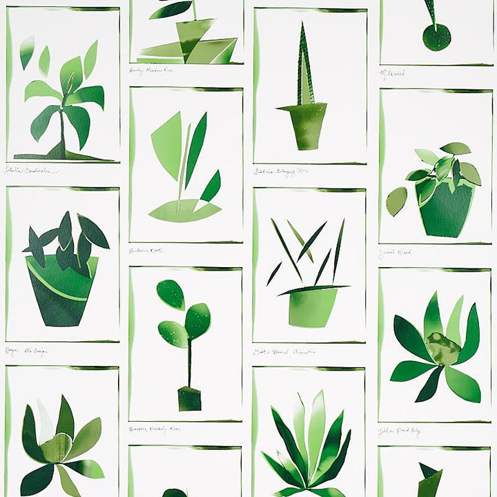 Botanicals Greenhouse 5012691 by Schumacher Designer Wallpaper Peg Norriss 27.0" - Swanky Fabrics -