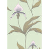 Cole & Son Wallpaper Orchid Pale Gr