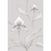 Cole & Son Wallpaper Orchid Grey/White