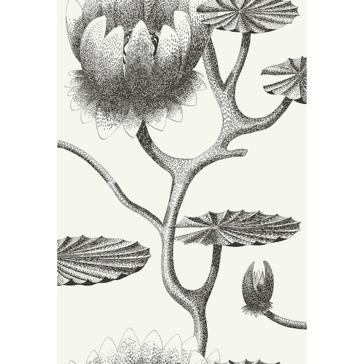 Lily Black/White by Cole & Son Wallcovering Cole & Son Wallcovering Lily Black/WhiteWallcovering CONTEMPORARY RESTYLED PAPER - 100% United Kingdom </p><p>Repeat: H: 20.5, V: 30 20.5 - Fabric Carolina -