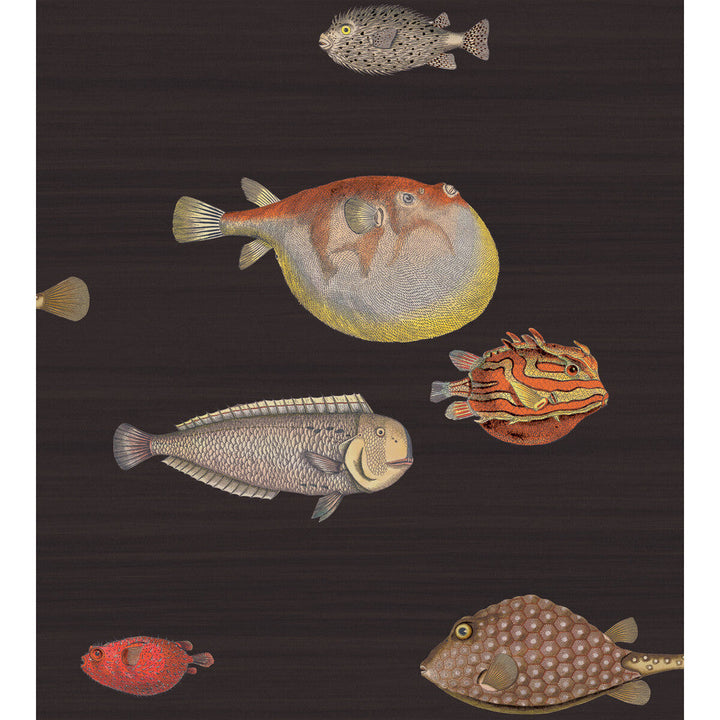 Acquario Black & Mult by Cole & Son Designer Wallcovering COLE & SON FORNASETTI PAPER - 100% United Kingdom - Horizontal: - and Vertical: 29.94 27 - Swanky Fabrics -