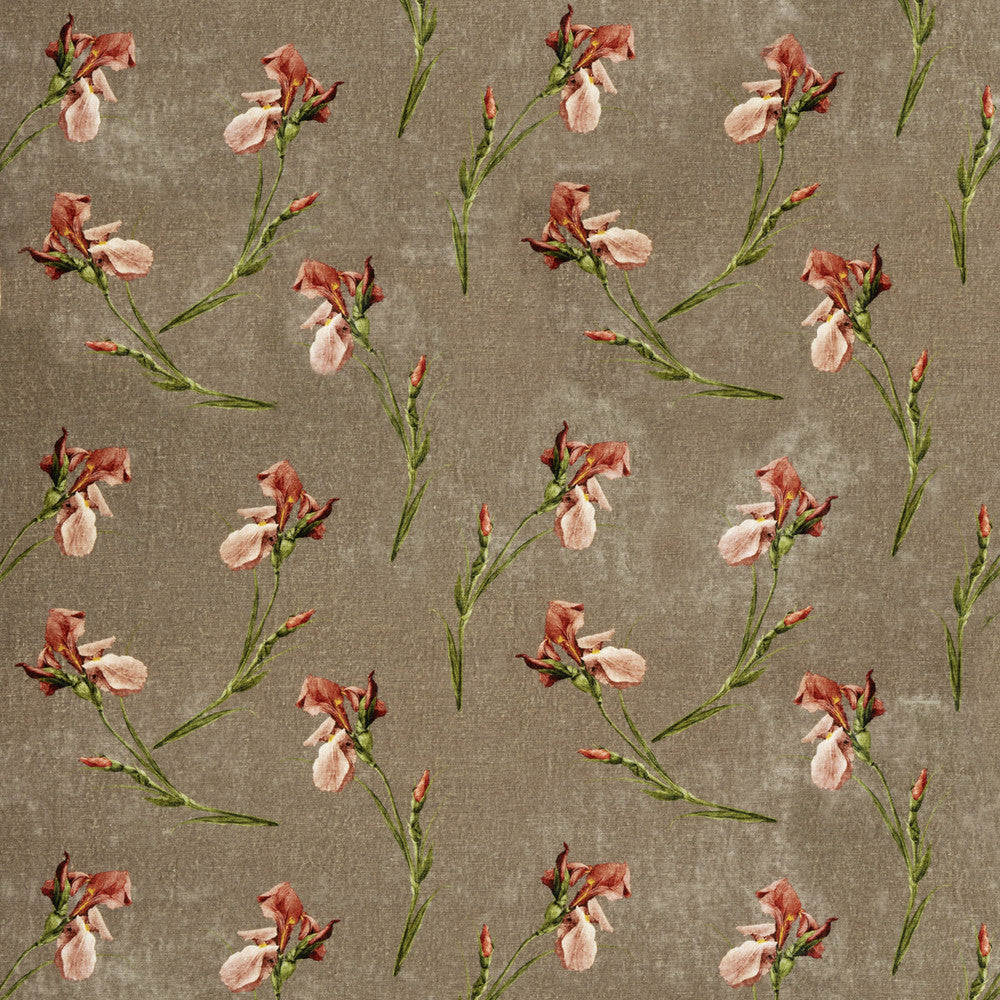 Baker Iris Mole by G P & J Baker Designer Fabric SIGNATURE VELVETS VISCOSE - 55%;COTTON - 45% Italy Horizontal: 27.58 and Vertical: 23.246 55.16 - Swanky Fabrics -