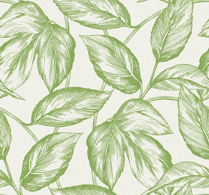 Beckett Sketched Leaves Apple Green SC20004 by Seabrook Designs Designer Wallpaper
