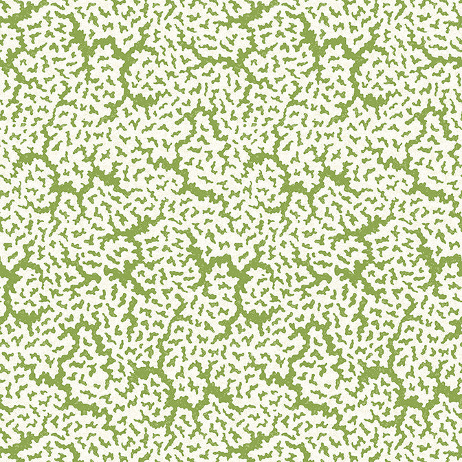 Maldives Green T42041 by Thibaut Wallpaper Thibaut Wallpaper Maldives Green T42041Wallpaper Sojourn Non Woven Wallpaper UNITED STATES </p><p>Repeat: V: 25.25 27 - Fabric Carolina -
