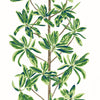 Thibaut Wallpaper Mangrove Tree Green and White T45035