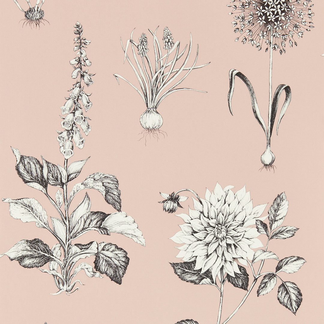 Clarke & Clarke Wallcovering Blush Wp