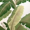Kravet Wallpaper Isla Royal Wp Golden Palm W4151.153.0