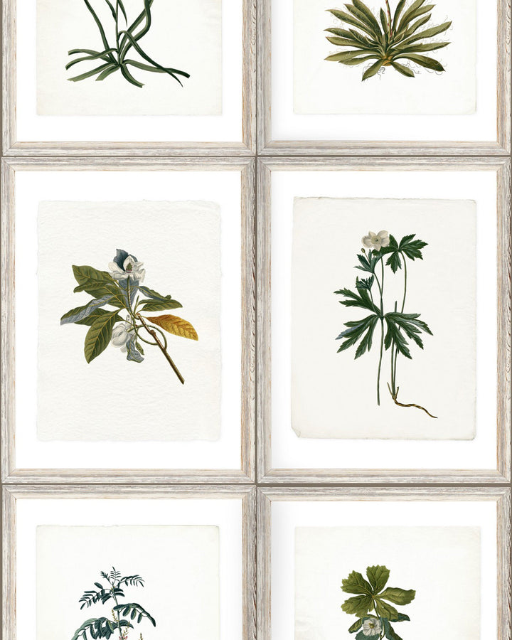 Botany wallpaper by Mind the Gap (WP20153), swatch