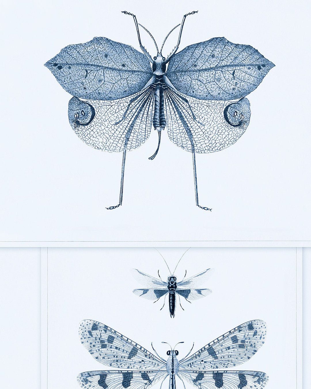 Entomology Blue wallpaper by Mind the Gap (WP20235), swatch