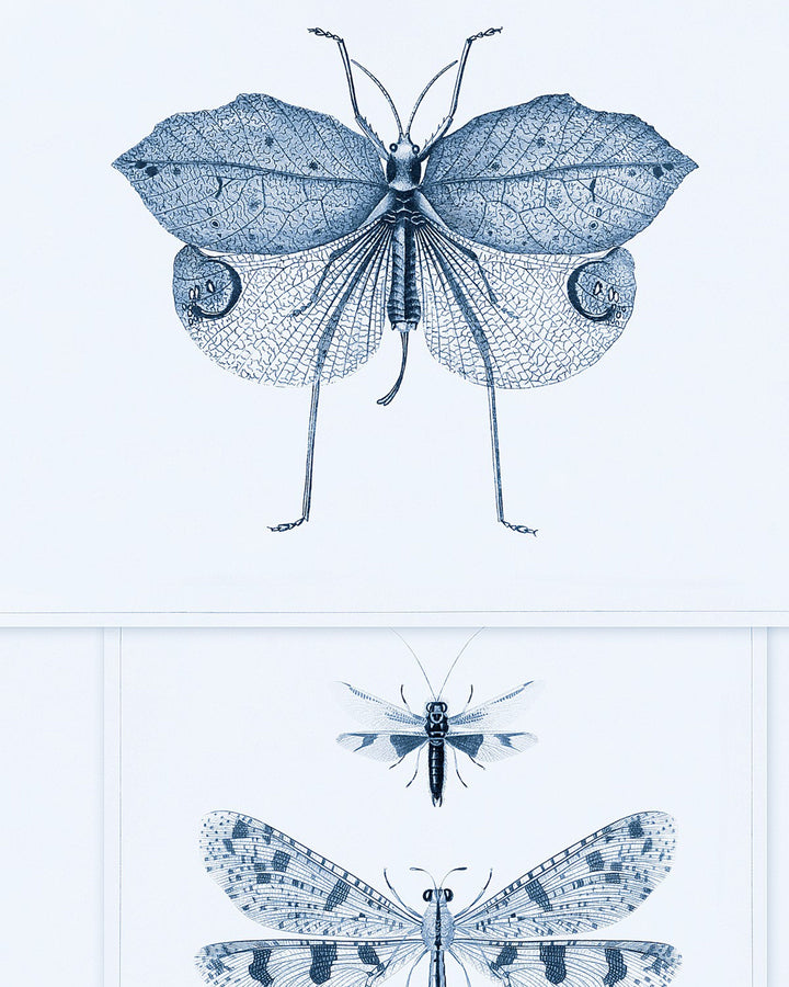 Entomology Blue wallpaper by Mind the Gap (WP20235), swatch