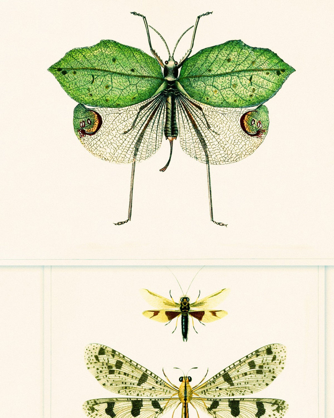 Entomology Green wallpaper by Mind the Gap (WP20234), swatch