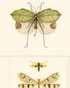 Mind the Gap Wallpaper Mind The Gap   ENTOMOLOGY   (WP20233)