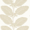 Thibaut Wallpaper Lacinato Birch T12041