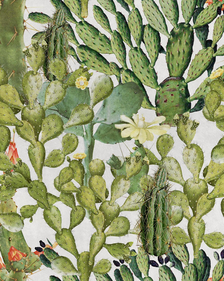 Opuntia wallpaper by Mind the Gap (WP20166), swatch
