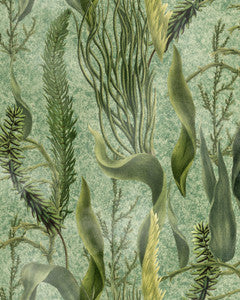 Mind the Gap Wallpaper Mind The Gap   AQUATIC PLANTS   (WP20717)