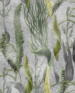 Mind the Gap Wallpaper Mind The Gap   AQUATIC PLANTS Grey   (WP20718)