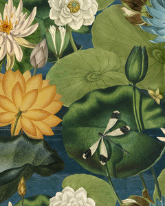 Mind the Gap Wallpaper Mind The Gap   LOTUS BLOSSOM   (WP20723)
