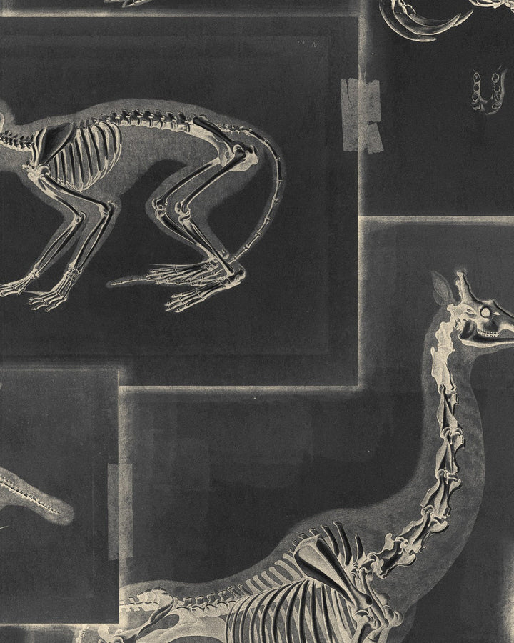 Zooarchaeology Anthracite wallpaper by Mind the Gap (WP20237), swatch