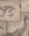 Mind the Gap Wallpaper Mind The Gap   ZOOARCHAEOLOGY   (WP20236)